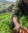 Pequeños agricultores de Santa Rosa de Ambato: el origen también importa